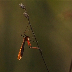 Harpobittacus australis (Hangingfly) at Throsby, ACT - 2 Dec 2024 by P52H