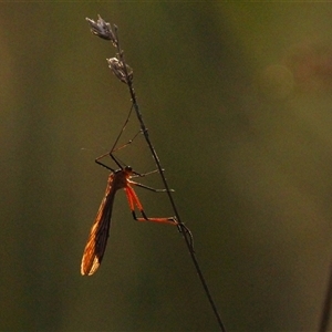 Harpobittacus australis at Throsby, ACT - 2 Dec 2024