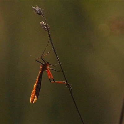 Harpobittacus australis (Hangingfly) at Throsby, ACT - 2 Dec 2024 by P52H