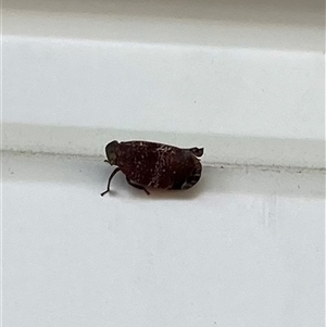 Platybrachys sp. (genus) (A gum hopper) at Lyons, ACT by ran452