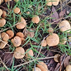 Unidentified Cap on a stem; gills below cap [mushrooms or mushroom-like] at Surf Beach, NSW - 7 Dec 2024 by LyndalT