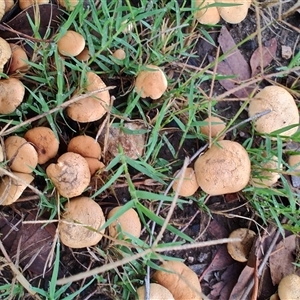 Unidentified Cap on a stem; gills below cap [mushrooms or mushroom-like] at Surf Beach, NSW by LyndalT