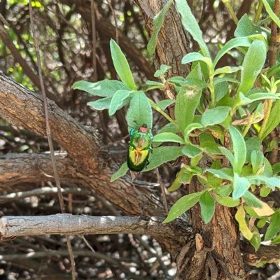 Lamprima aurata (Golden stag beetle) at Griffith, ACT - 6 Dec 2024 by arcencielbleu