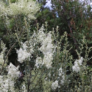 Bursaria spinosa (Native Blackthorn, Sweet Bursaria) at Lyons, ACT by ran452