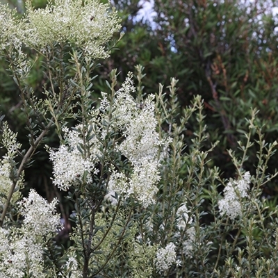 Bursaria spinosa (Native Blackthorn, Sweet Bursaria) at Lyons, ACT - 6 Dec 2024 by ran452