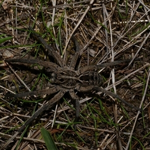 Tasmanicosa sp. (genus) (Unidentified Tasmanicosa wolf spider) at Freshwater Creek, VIC by WendyEM