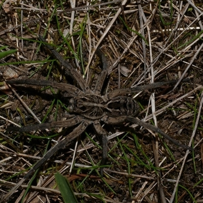 Tasmanicosa sp. (genus) (Tasmanicosa wolf spider) at Freshwater Creek, VIC - 15 Apr 2020 by WendyEM