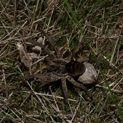 Tasmanicosa sp. (genus) (Tasmanicosa wolf spider) at Freshwater Creek, VIC - 16 Apr 2020 by WendyEM