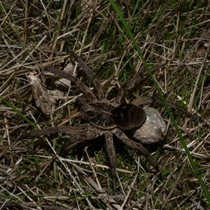 Tasmanicosa sp. (genus) (Unidentified Tasmanicosa wolf spider) at Freshwater Creek, VIC by WendyEM