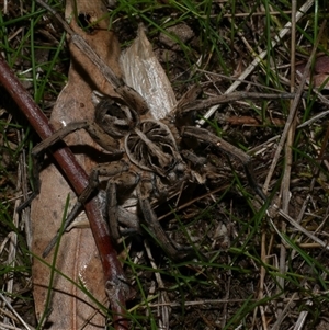 Tasmanicosa sp. (genus) at Freshwater Creek, VIC - 16 Apr 2020 12:03 AM