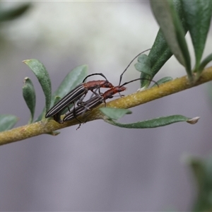 Syllitus microps (Longicorn or Longhorn beetle) at Lyons, ACT by ran452