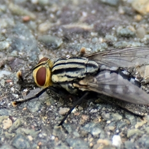 Sarcophaga sp. (genus) at Dunlop, ACT - 7 Dec 2024