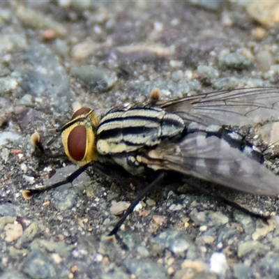 Unidentified True fly (Diptera) at Dunlop, ACT - 6 Dec 2024 by Thurstan