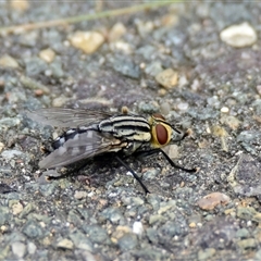 Sarcophaga sp. (genus) at Dunlop, ACT - 7 Dec 2024