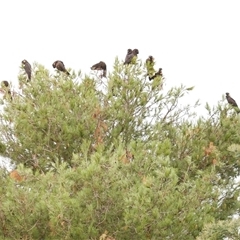 Zanda funerea (Yellow-tailed Black-Cockatoo) at Freshwater Creek, VIC - 16 Apr 2020 by WendyEM