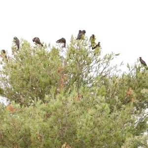 Zanda funerea (Yellow-tailed Black-Cockatoo) at Freshwater Creek, VIC by WendyEM