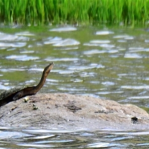 Chelodina longicollis (Eastern Long-necked Turtle) at Dunlop, ACT by Thurstan