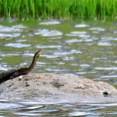 Chelodina longicollis (Eastern Long-necked Turtle) at Dunlop, ACT - 6 Dec 2024 by Thurstan