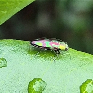 Melobasis purpurascens at Bungendore, NSW - suppressed