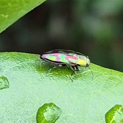 Melobasis purpurascens (A jewel beetle) at Bungendore, NSW - 7 Dec 2024 by clarehoneydove