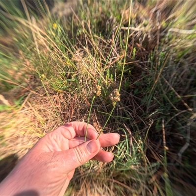 Juncus sp. (A Rush) at Bredbo, NSW - 5 Dec 2024 by WhiteRabbit