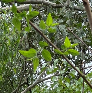 Trema tomentosa var. aspera at Kangaroo Valley, NSW - suppressed