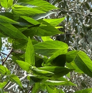 Trema tomentosa var. aspera at Kangaroo Valley, NSW - suppressed