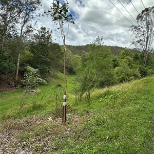 Trema tomentosa var. aspera at Kangaroo Valley, NSW - suppressed