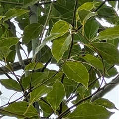 Cinnamomum camphora (Camphor Laurel) at Kangaroo Valley, NSW - 7 Dec 2024 by lbradley