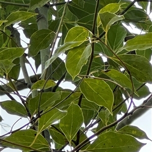 Cinnamomum camphora (Camphor Laurel) at Kangaroo Valley, NSW by lbradley