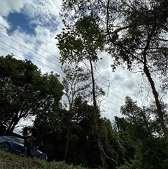 Cinnamomum camphora at suppressed - suppressed