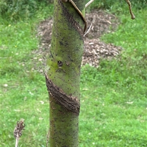 Cinnamomum camphora at suppressed - suppressed
