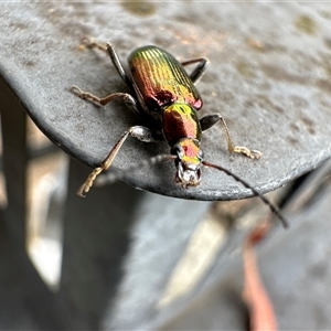 Lepturidea viridis at Aranda, ACT - 7 Dec 2024