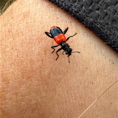 Lemidia hilaris (A checkered beetle) at Aranda, ACT - 7 Dec 2024 by Jubeyjubes