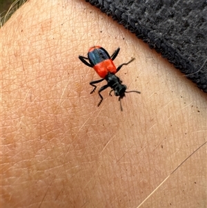 Lemidia hilaris (A checkered beetle) at Aranda, ACT by Jubeyjubes