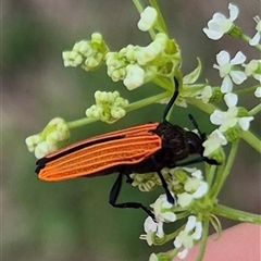 Castiarina nasuta (A jewel beetle) at Bungendore, NSW - 7 Dec 2024 by clarehoneydove