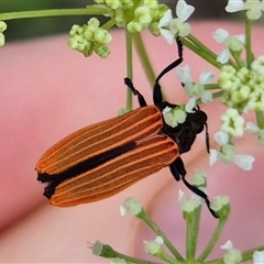 Castiarina nasuta at Bungendore, NSW - suppressed