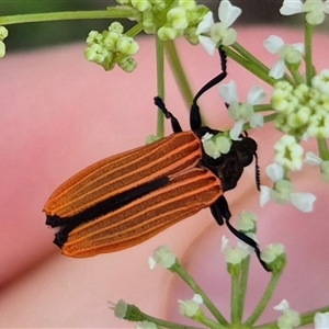 Castiarina nasuta at Bungendore, NSW - 7 Dec 2024