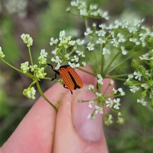 Castiarina nasuta at Bungendore, NSW - suppressed