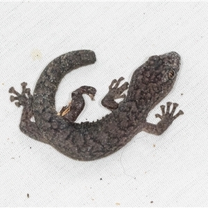 Christinus marmoratus (Southern Marbled Gecko) at Hawker, ACT by AlisonMilton