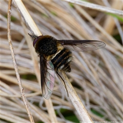 Staurostichus dulcis (A beefly) at Cotter River, ACT - 5 Dec 2024 by DPRees125