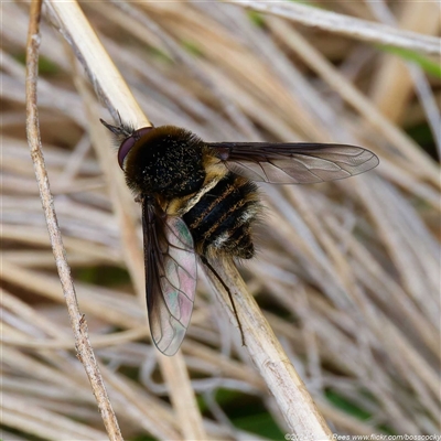 Unidentified Bee fly (Bombyliidae) at Cotter River, ACT - 5 Dec 2024 by DPRees125