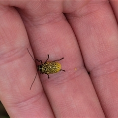 Aporocera (Aporocera) erosa at Bungendore, NSW - suppressed