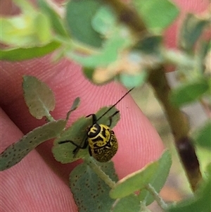 Aporocera (Aporocera) erosa at Bungendore, NSW - suppressed