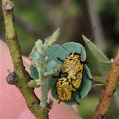 Aporocera (Aporocera) erosa at Bungendore, NSW - suppressed