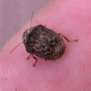 Cadmus (Lachnabothra) subgenus at Bungendore, NSW - suppressed