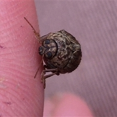 Cadmus (Lachnabothra) subgenus at Bungendore, NSW - suppressed