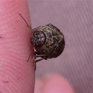 Cadmus (Lachnabothra) subgenus at Bungendore, NSW - suppressed