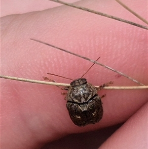 Cadmus (Lachnabothra) subgenus at Bungendore, NSW - suppressed