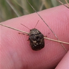 Cadmus (Lachnabothra) subgenus at Bungendore, NSW - suppressed